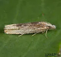 Suleima skinnerana - Hodges#3214