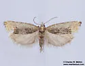 Suleima skinnerana - Hodges#3214 - photo 2