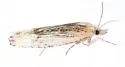 Suleima skinnerana - Hodges#3214 - photo 3
