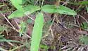 Sumitrosis ancoroides - photo 2