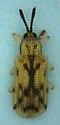 Sumitrosis ancoroides - photo 3