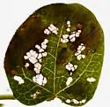 Sumitrosis ancoroides - photo 4