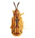 Sumitrosis ancoroides - photo 5