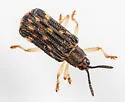 Sumitrosis inaequalis