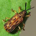 Sumitrosis inaequalis - photo 2