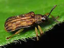 Sumitrosis inaequalis - photo 3