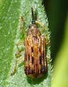 Sumitrosis inaequalis - photo 4