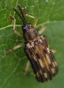 Sumitrosis inaequalis - photo 5