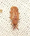 Sumitrosis pallescens - photo 2