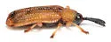 Sumitrosis pallescens - photo 4