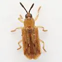 Sumitrosis pallescens - photo 5