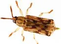 Sumitrosis rosea - photo 2