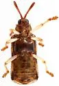 Sumitrosis rosea - photo 3