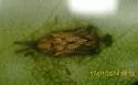 Sumitrosis rosea - photo 4