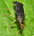 Sumitrosis rosea - photo 5