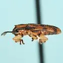 Sumitrosis triplehorni - photo 2