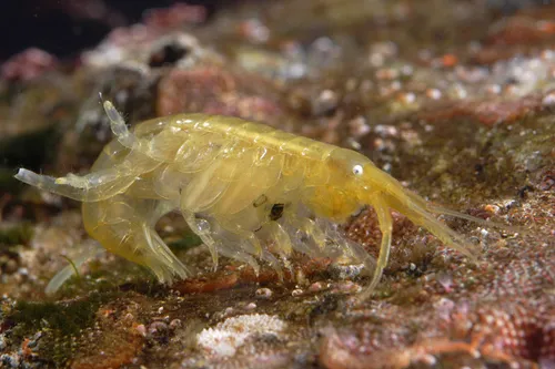 Kelp-curler amphipod