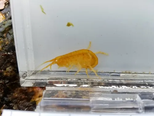 Kelp-curler amphipod - photo 4
