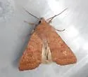 Sunira decipiens - Hodges#9958