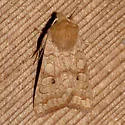 Sunira decipiens - Hodges#9958 - photo 4