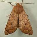 Battered Sallow - Hodges#9960