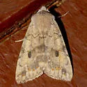 Battered Sallow - Hodges#9960 - photo 2