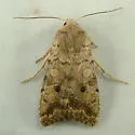 Battered Sallow - Hodges#9960 - photo 3