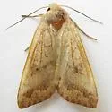 Battered Sallow - Hodges#9960 - photo 4