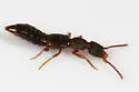 Sunius confluentus