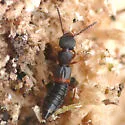 Sunius confluentus - photo 3