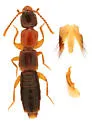 Sunius melanocephalus - photo 2