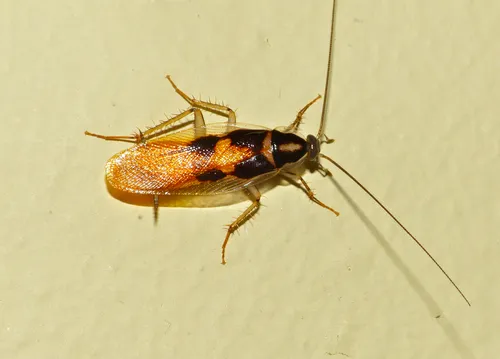 Supella dimidiata
