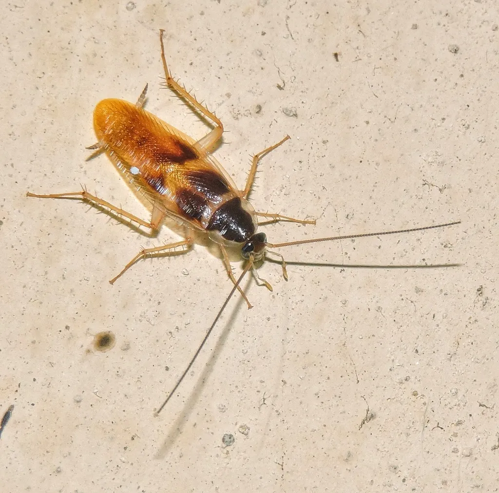 Brown-banded Cockroach