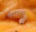 Superodontella cornifer