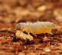 Superodontella cornifer - photo 2