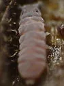 Superodontella cornifer - photo 3