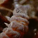 Superodontella cornifer - photo 5