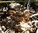 Superstition Mountains Scorpion