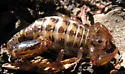 Superstition Mountains Scorpion - photo 2