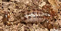 Superstition Mountains Scorpion - photo 3