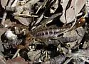 Superstition Mountains Scorpion - photo 4