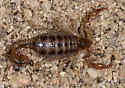 Superstition Mountains Scorpion - photo 5