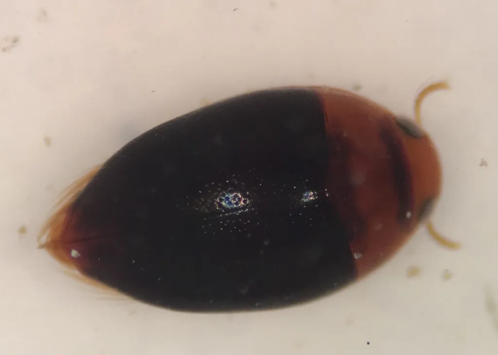 Suphisellus bicolor