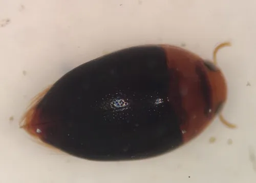 Suphisellus bicolor - photo 2