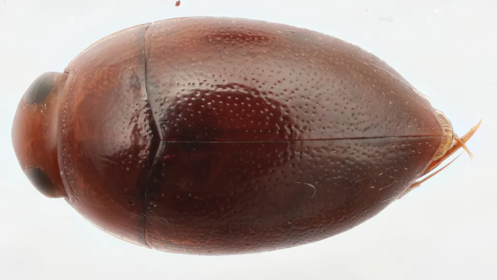 Suphisellus gibbulus