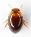 Suphisellus insularis