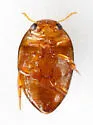Suphisellus insularis - photo 2