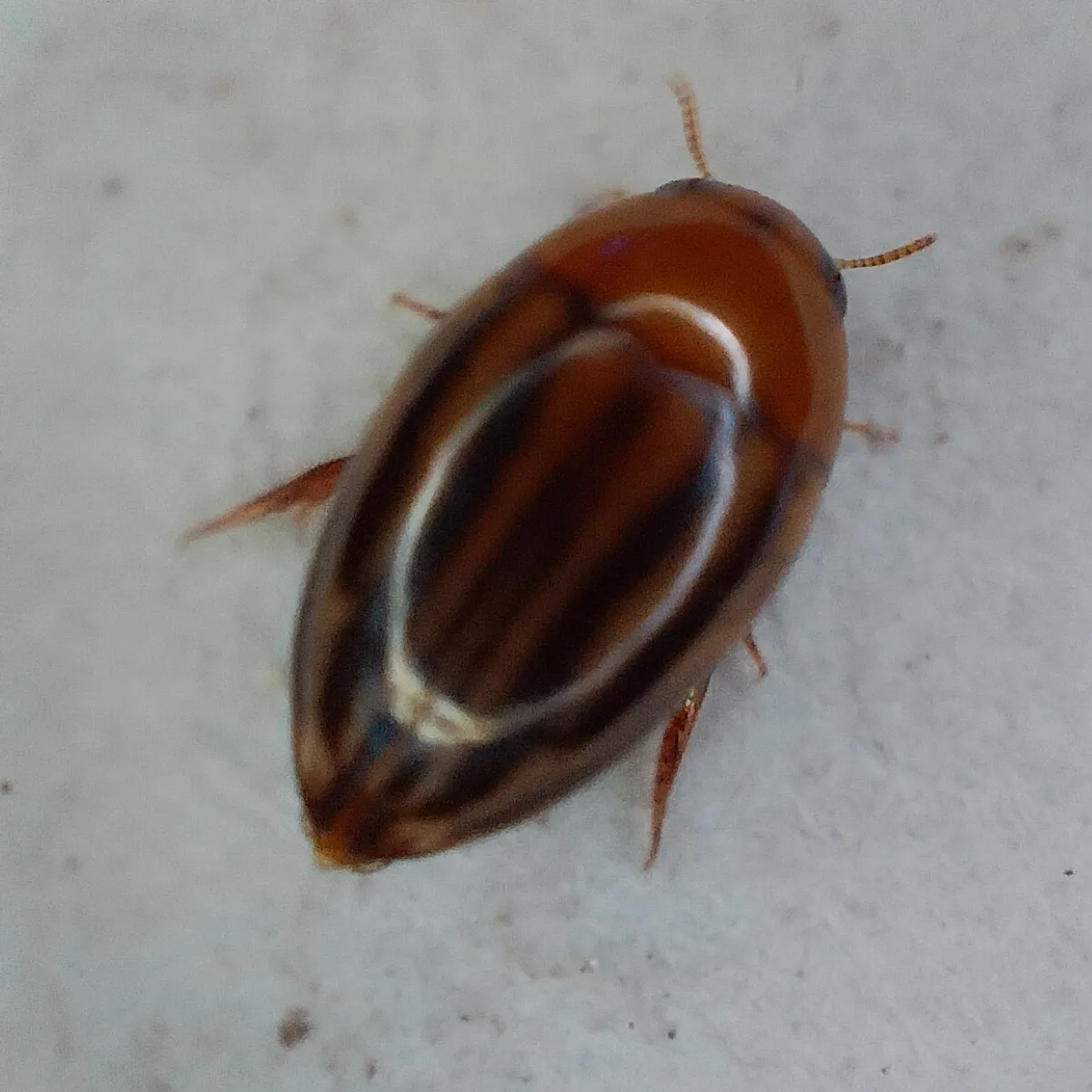 Suphisellus lineatus