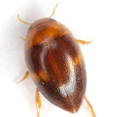 Suphisellus puncticollis - photo 3