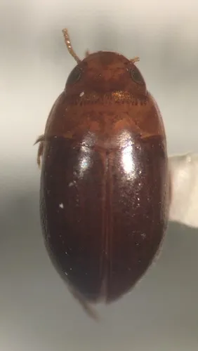 Suphisellus semipunctatus - photo 2
